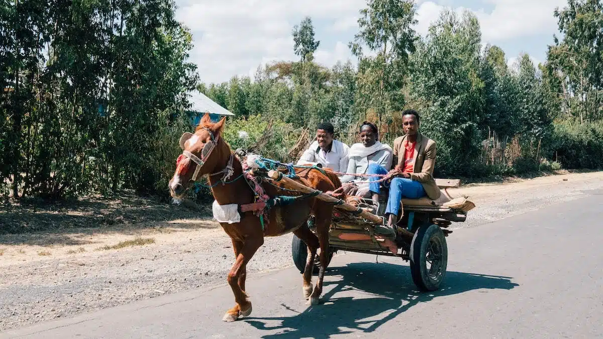 cheval  voiture