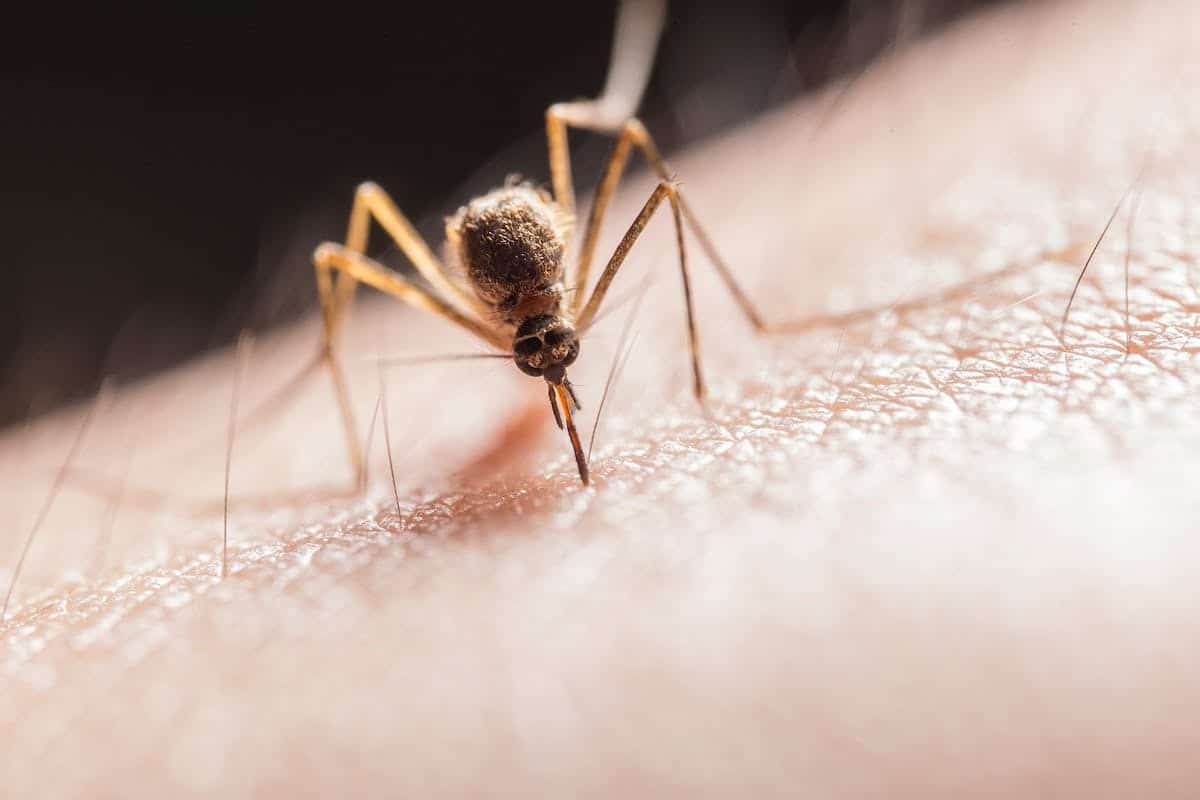 bébé moustique