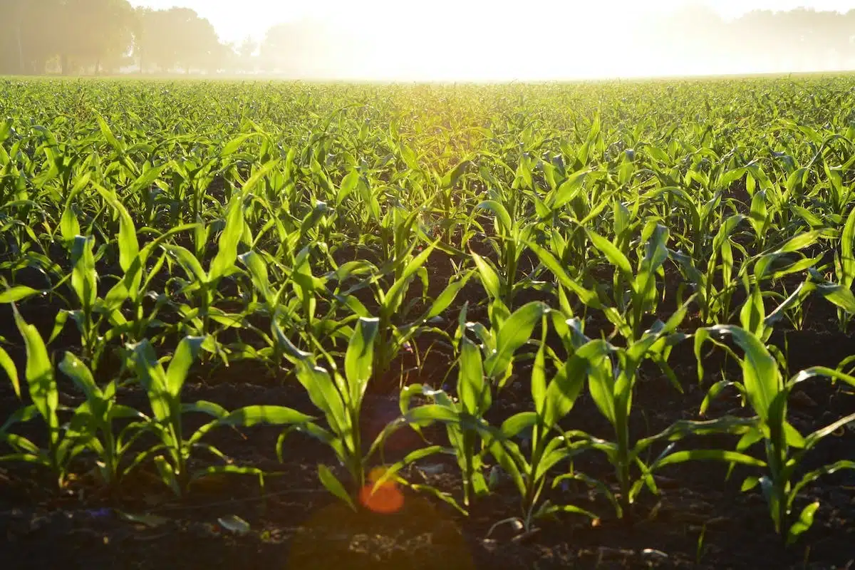 crédit agricole