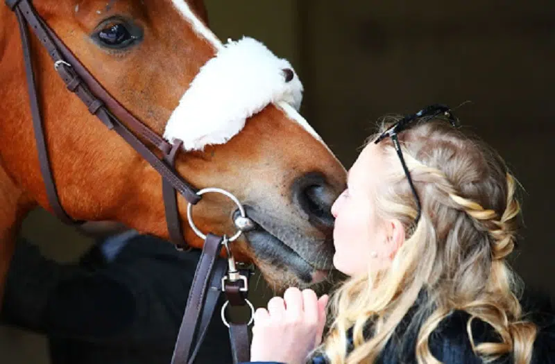 COVID 19 Peut-on s'occuper de son cheval s'il se trouve en dehors de la zone de 10km