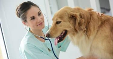 Tout savoir sur les consultations vétérinaires à domicile