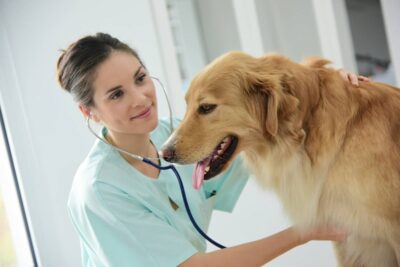 Tout savoir sur les consultations vétérinaires à domicile
