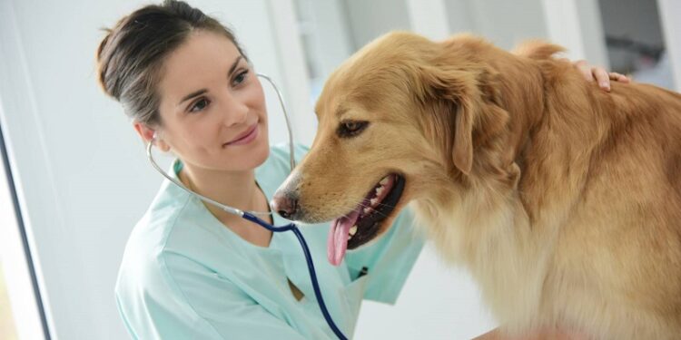 Tout savoir sur les consultations vétérinaires à domicile