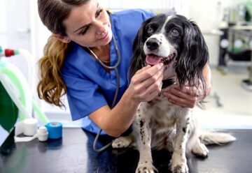 Tout savoir sur les urgences vétérinaires à domicile