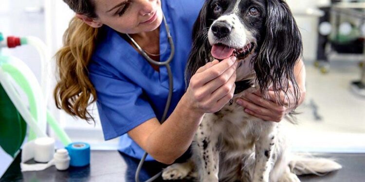 Tout savoir sur les urgences vétérinaires à domicile