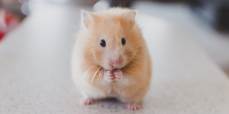 hamster