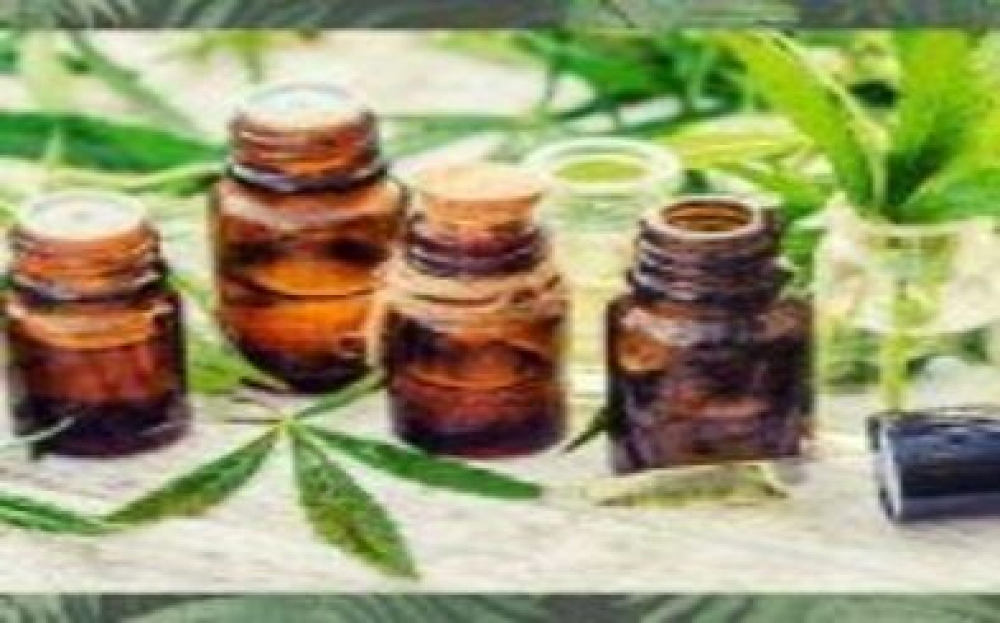 Comment faire de l'huile de cannabis ? - Les 4 Vérités