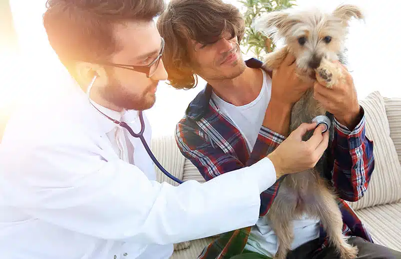 savoir sur les urgences vétérinaires à domicile